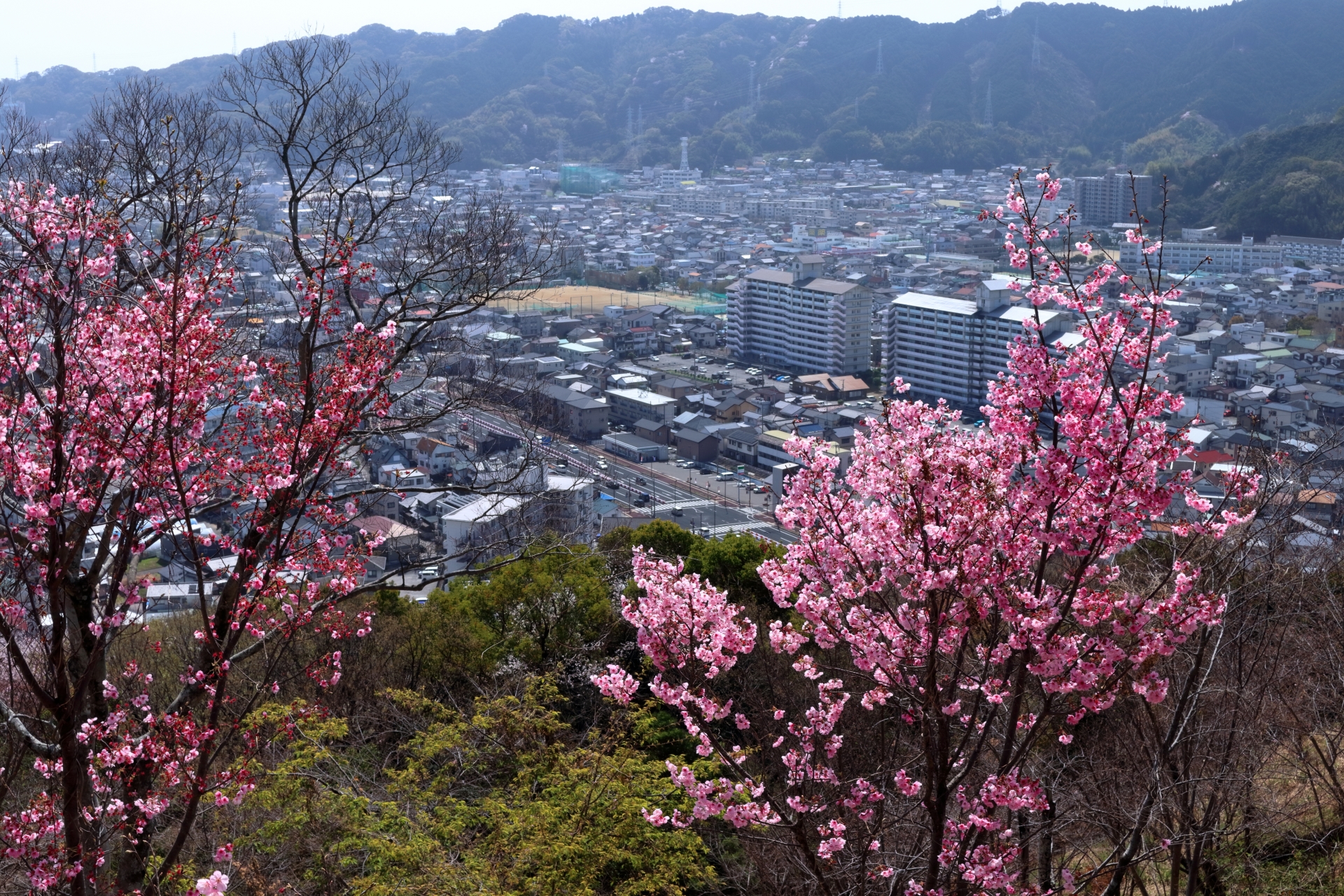 吾川郡いの町羽根町のメイン画像